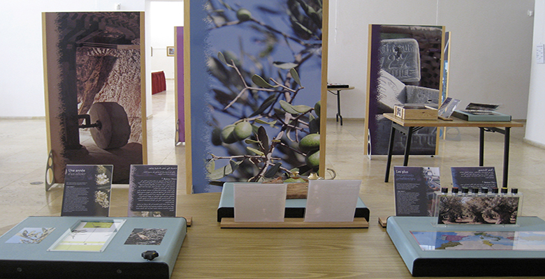 Photo d'ensemble de l'exposition L'olivier en méditerranée