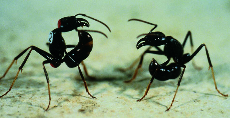 Expositions panneaux Les fourmis