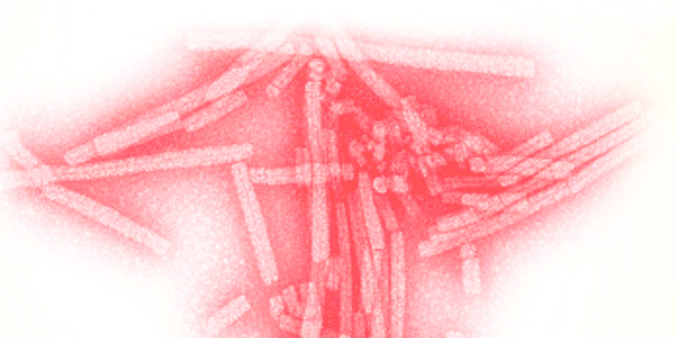Exposition panneaux "Découvrir le vaste monde des virus"