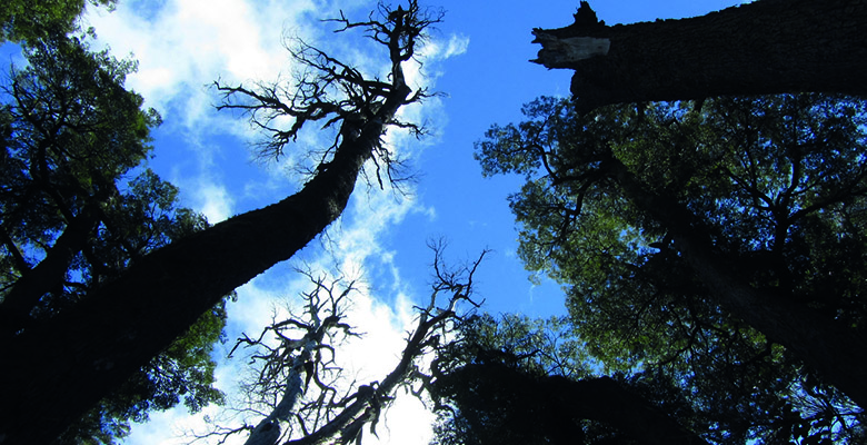 Exposition panneaux "Adaptation des forêts face au changement climatique"