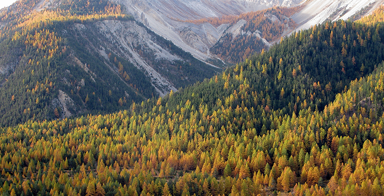 Photo d'illustration de la conférence "Adaptation des arbres et forêts au changement climatique"