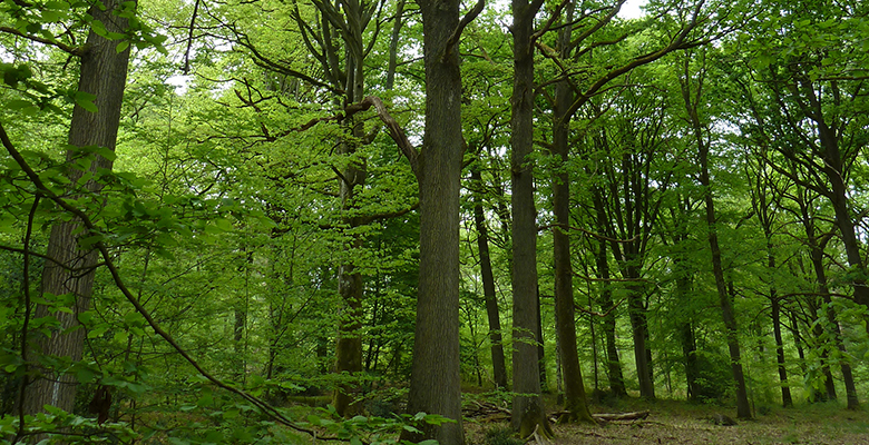 photo forêt Laurent Tillon