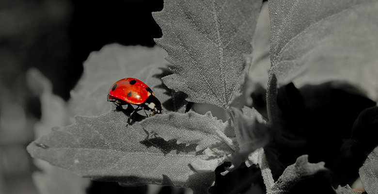 coccinelle sur une feuille