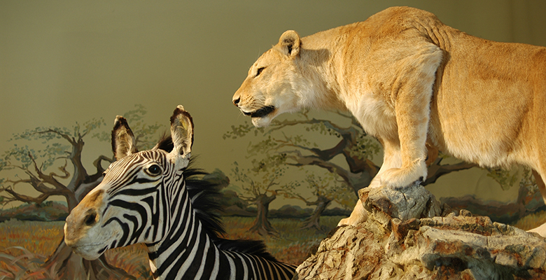 Animaux naturalisés du Muséum de Bourges