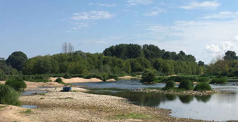 Photo de la Loire, forêt primaire de France