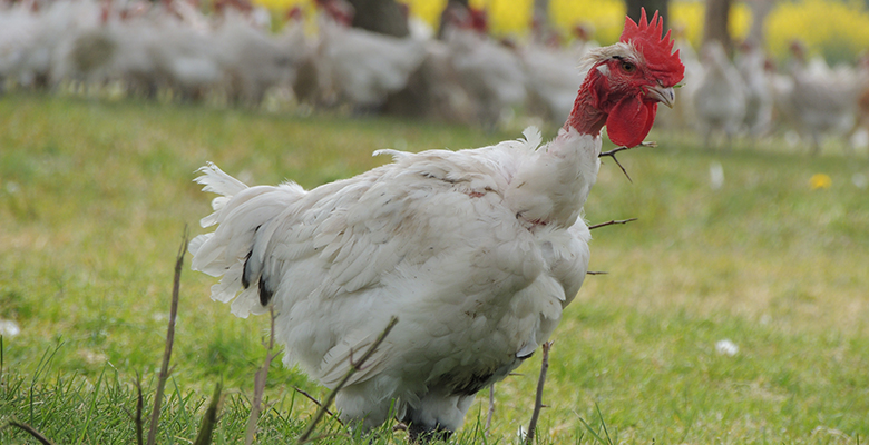 Photo d'une poule dans un champ