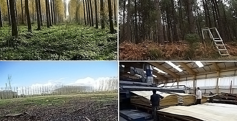 Plantations forestières