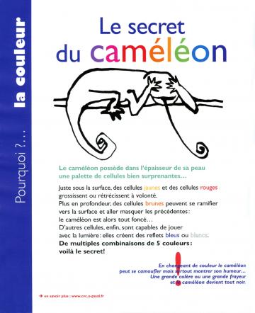 dessin d'un caméléon se fermant les yeux - le secret du caméléon