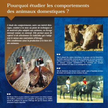 Exposition panneaux "Des animaux et des hommes : le comportement en élevage"