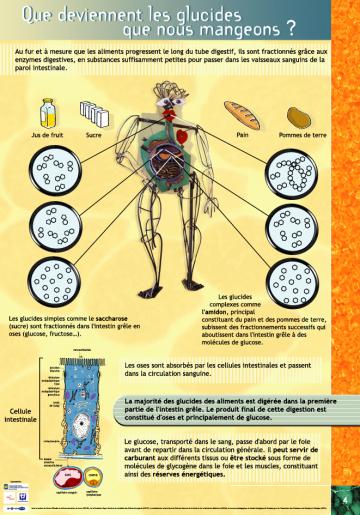 Exposition panneaux "Le sucre... En corps"