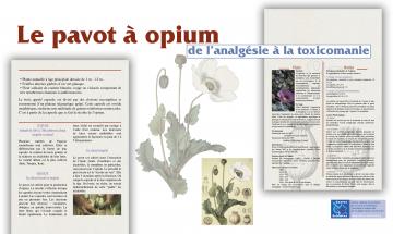 Exposition panneaux "Vices et vertus des plantes"