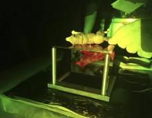 Vue d'un objet, ici un loup en résine, posé sur la plaque de verre et éclairé par les deux lasers rouge et vert.
