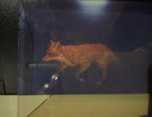 Exemple d'hologramme en couleur, ici un renard sur une plaque de verre