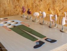 Organes du corps humain